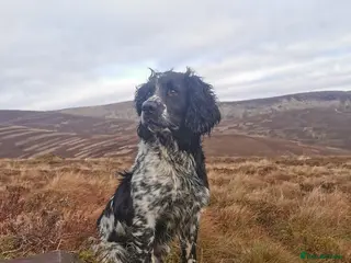 English Springer Spaniel dogs English Springer Spaniel For Stud - Health Tested in Kirriemuir - Advert 4