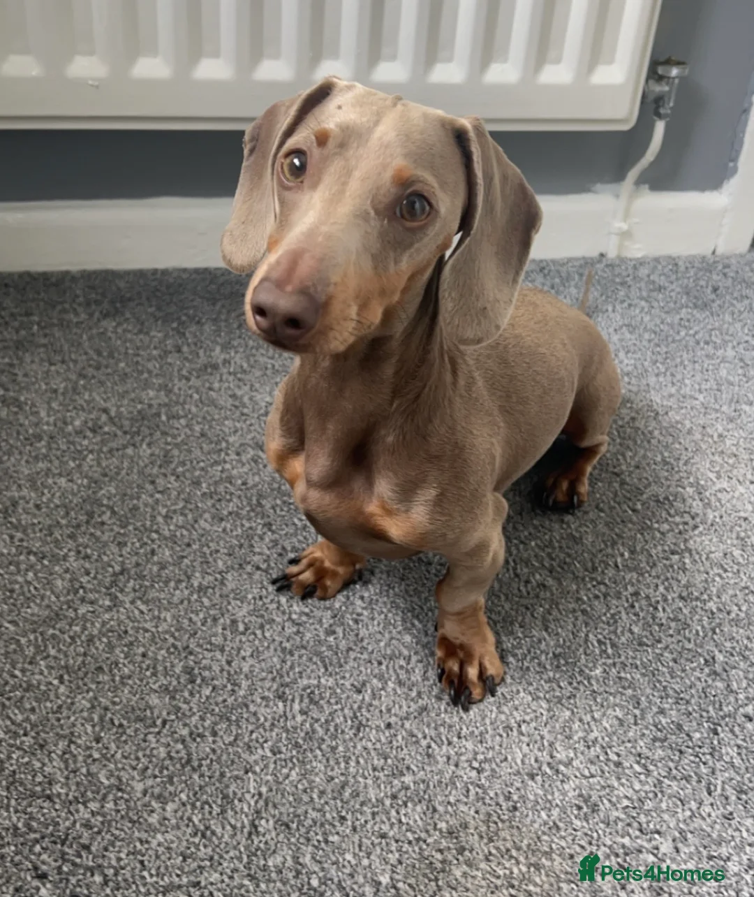 Dachshund dogs for sale: STUNNING MINIATURE DACHSHUNDS PUPPIES  - Advert 1