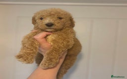 Bernedoodle dogs for sale: Bernedoodle stunning puppies F1b cuddly standard - Image 3