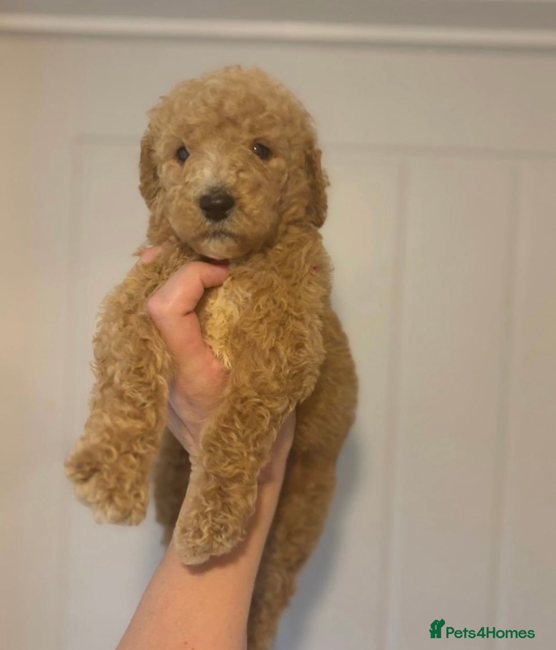 Bernedoodle dogs for sale: Bernedoodle stunning puppies F1b cuddly standard - Image 3