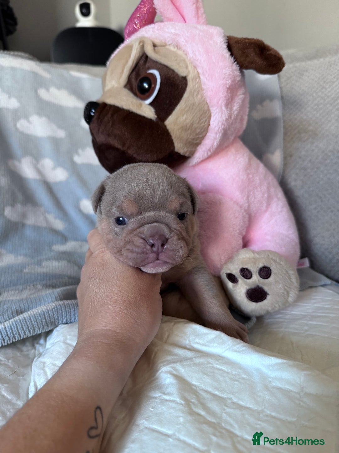 English Bulldog dogs for sale: Self Whelped Healthy English bulldog Babies❤️🤍 - Image 16
