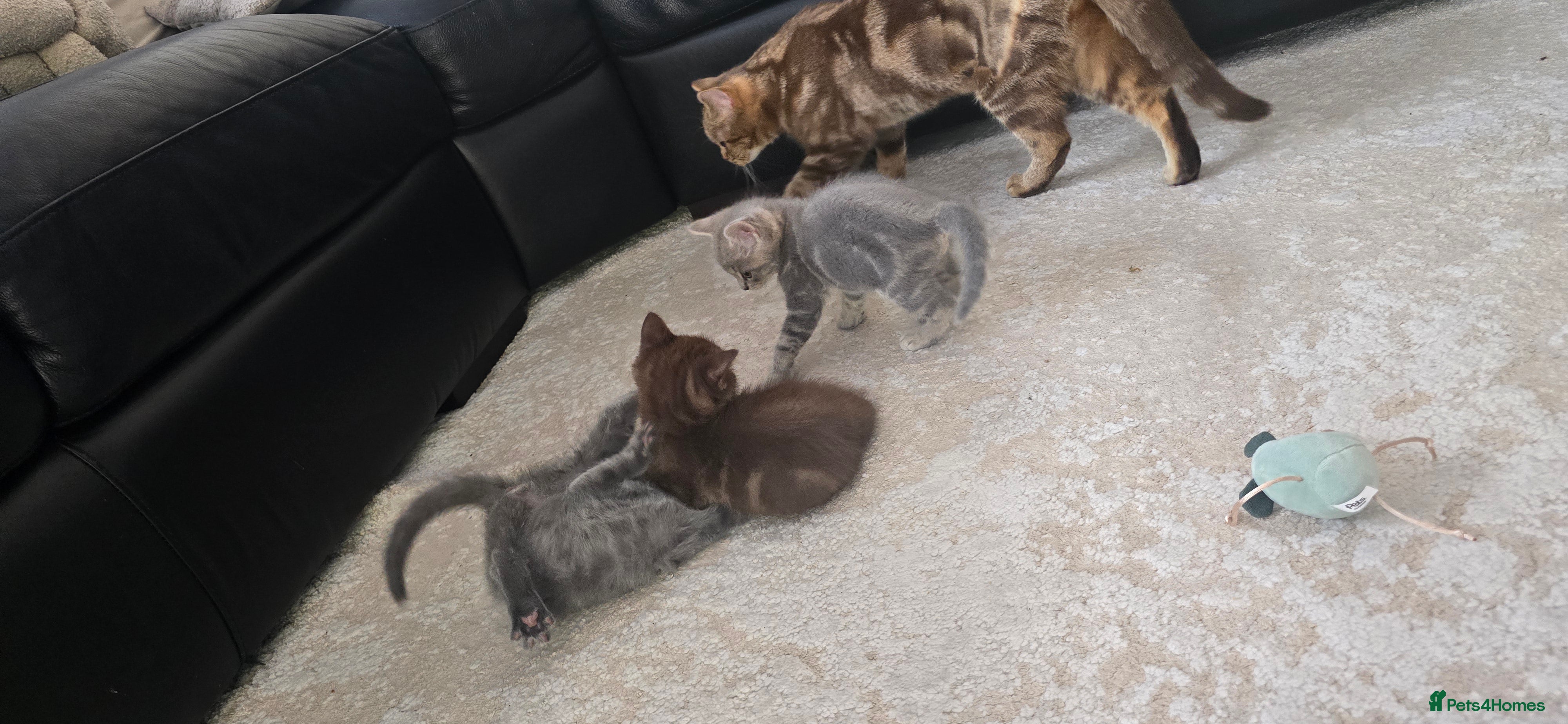 Mixed Breed cats British short hair Tabby - Advert 1
