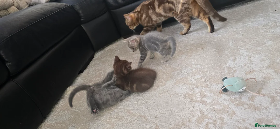 Mixed Breed cats for sale: British short hair Tabby - Advert 1