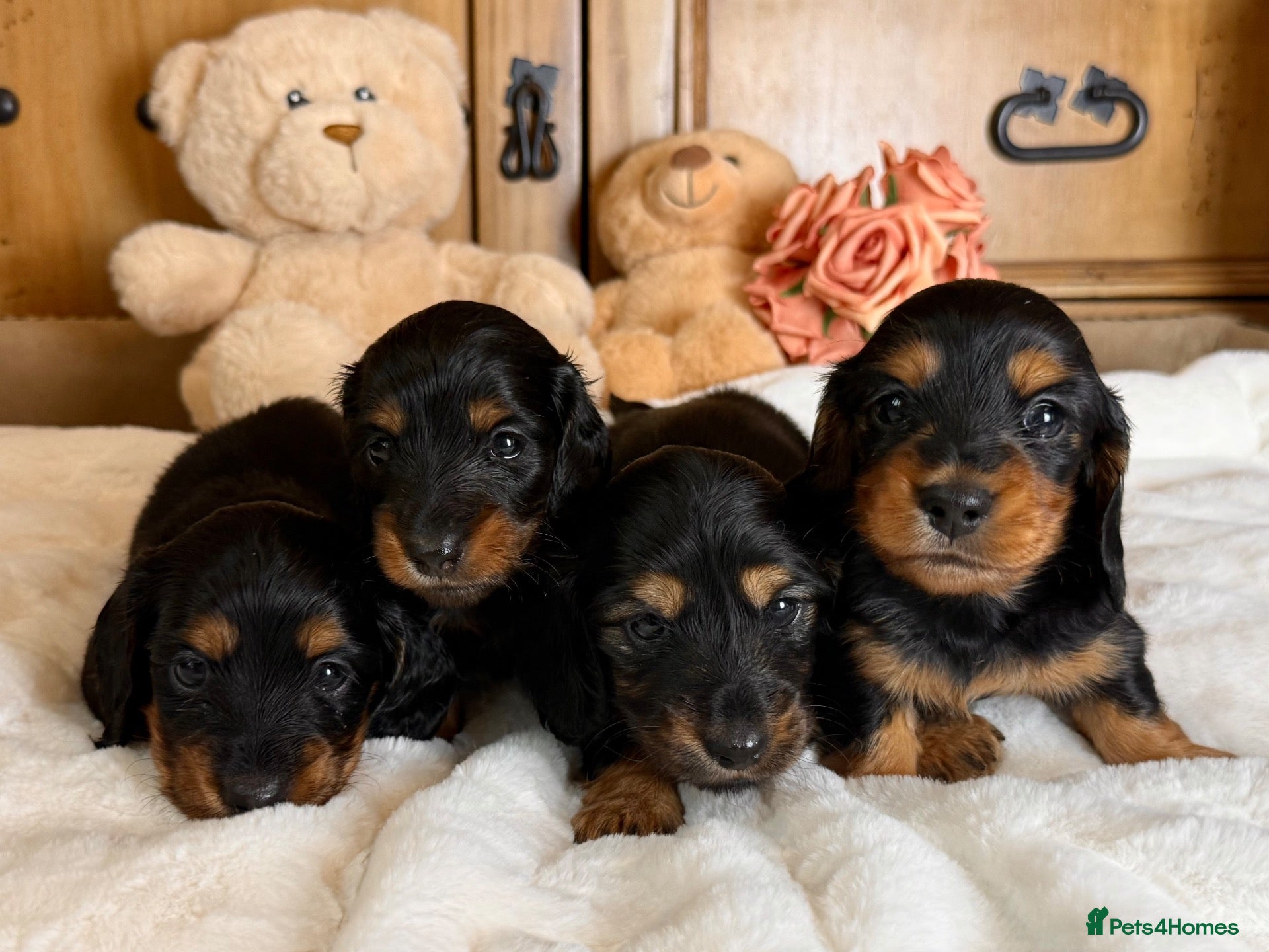 Miniature Dachshund dogs Beautifully Bred Miniature Longhaired Dachshunds - Advert 1