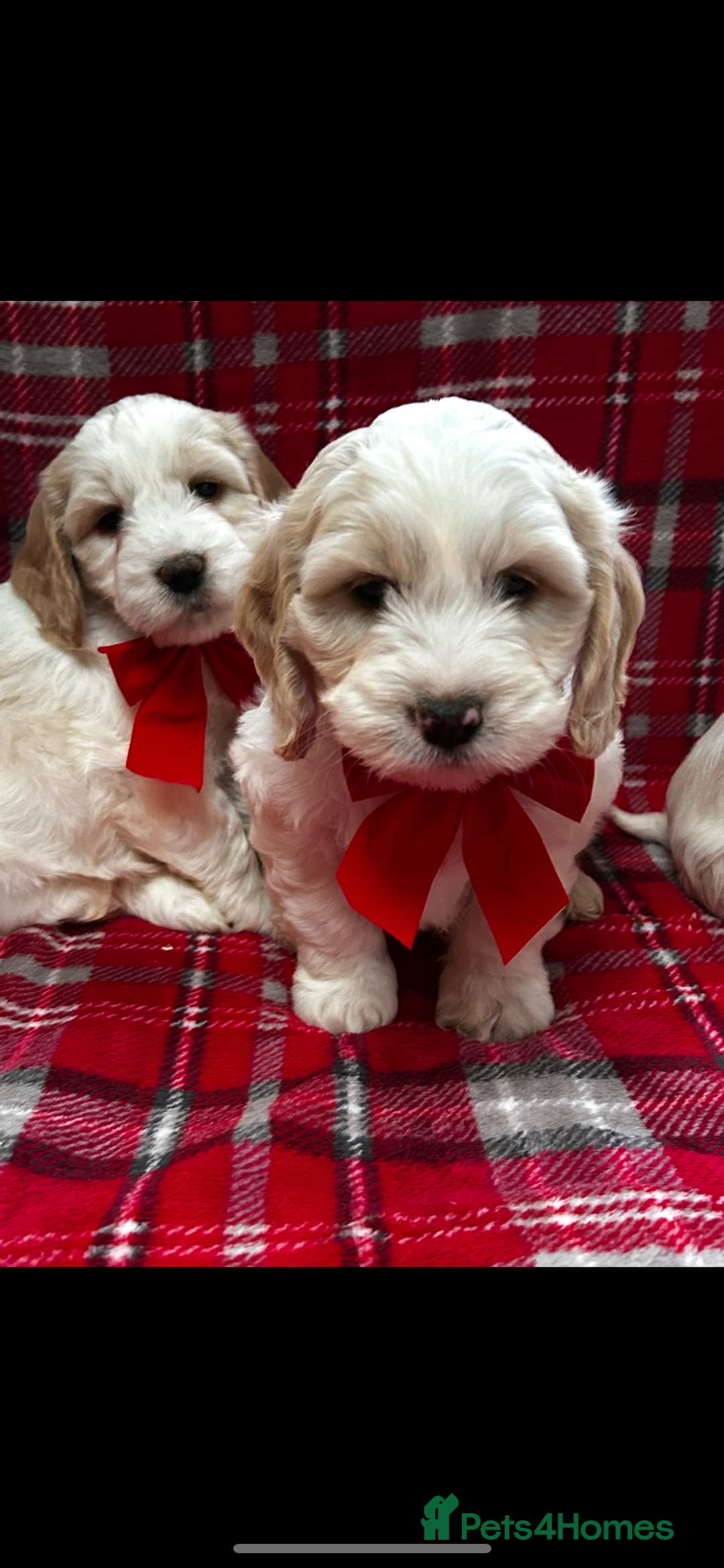 Cockapoo dogs for sale: Beautiful cockapoo puppies  - Advert 5