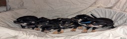 Mixed Breed dogs for sale: 🐶 Adorable Miniature Pinscher×Chihuahua Puppies - Advert 2