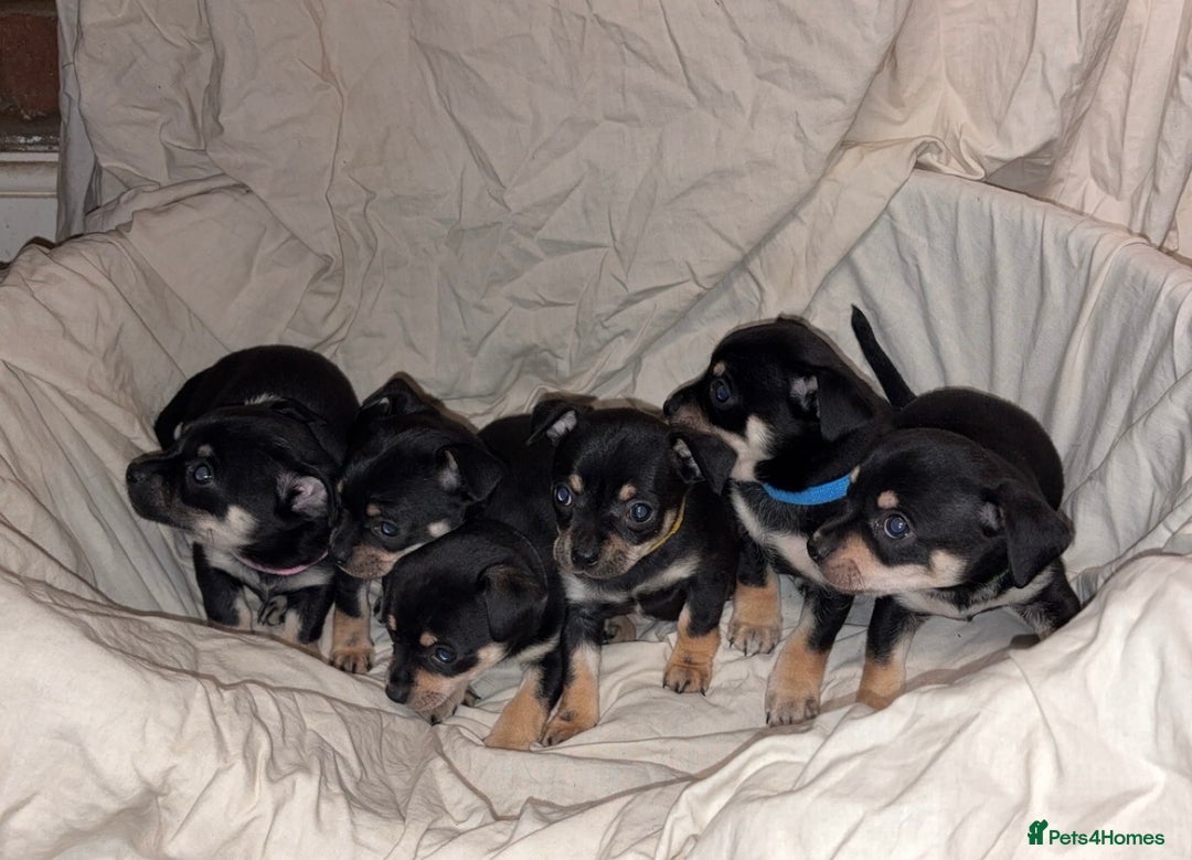 Mixed Breed dogs for sale: 🐶 Adorable Miniature Pinscher×Chihuahua Puppies - Advert 2