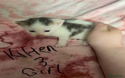 Maine Coon cats for sale: MI have 6 BEAUTIFUL kittens for sale🩷 - Image 8
