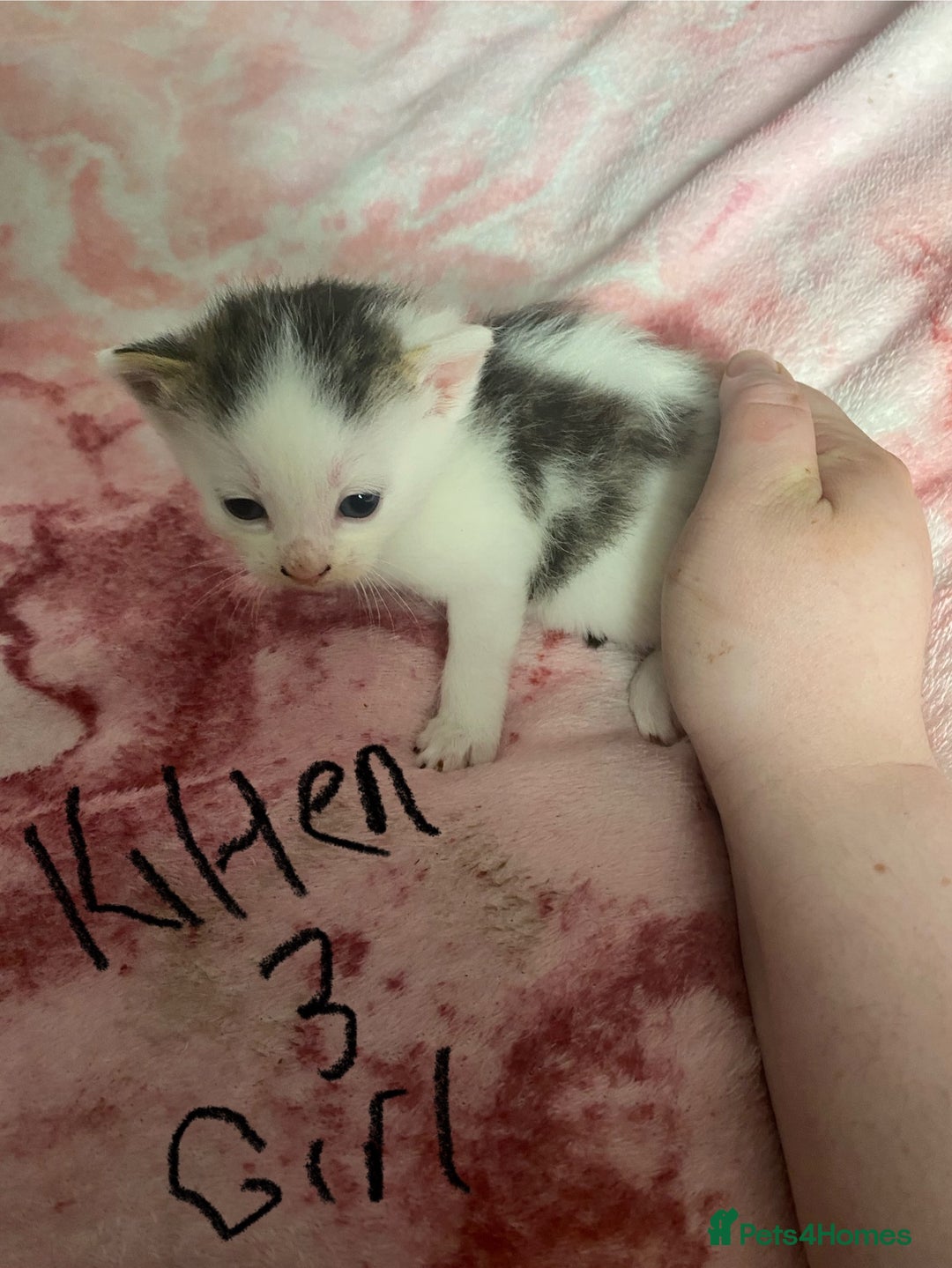 Maine Coon cats for sale: MI have 6 BEAUTIFUL kittens for sale🩷 - Image 8