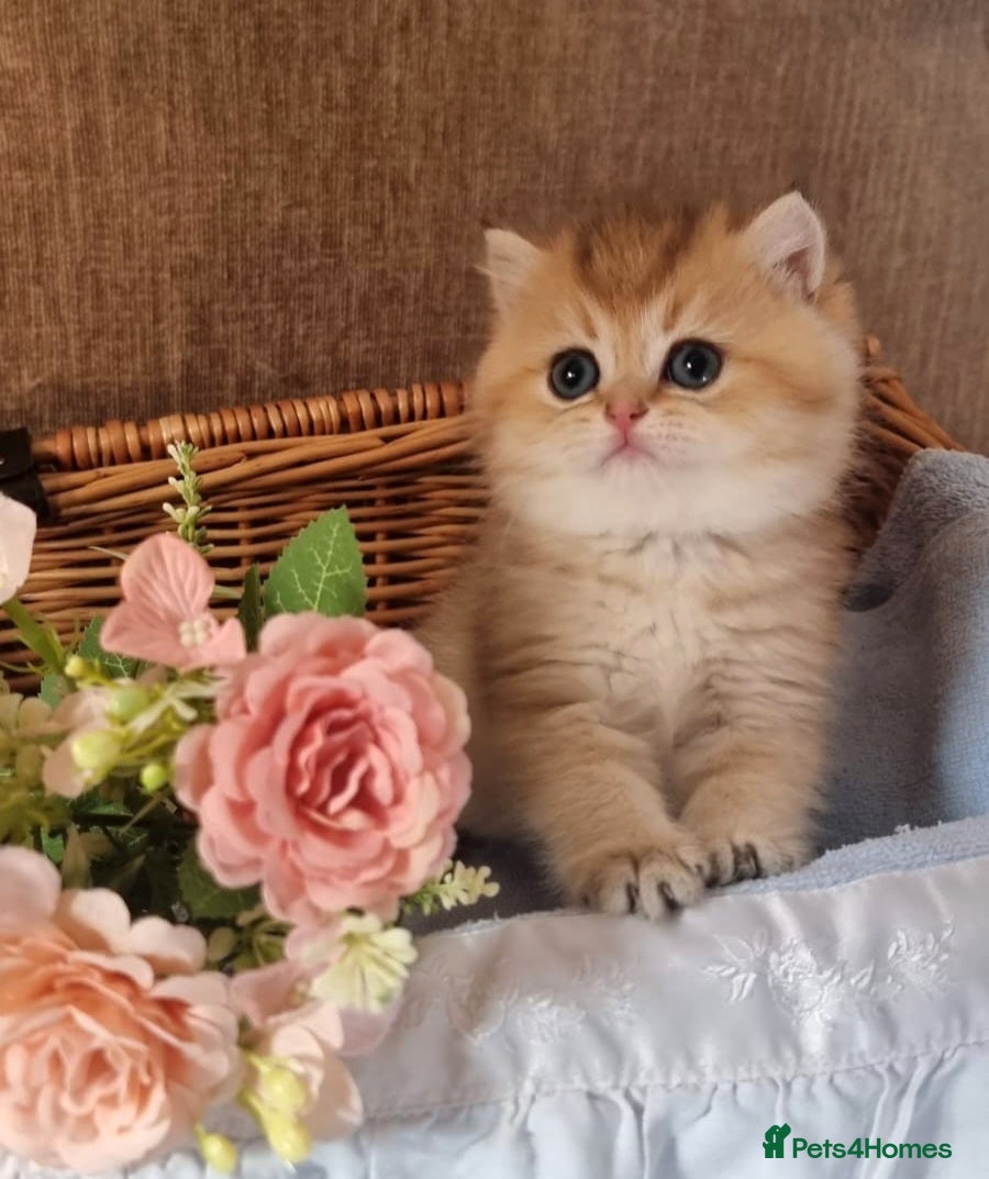 British Shorthair cats 🧡 ONE GIRL LEFT! GOLDEN BSH KITTENS 🧡  - Advert 1