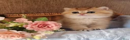 British Shorthair cats for sale: 🧡 GOLDEN & SILVER BSH KITTENS TICA 🧡  - Advert 10