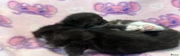 Mixed Breed cats for sale: Frankie’s Kittens Ready 20th August - Advert 16
