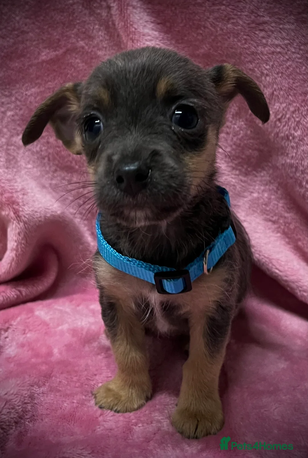 Jack Russell dogs for sale: Jack Russell puppies !!! - Advert 9