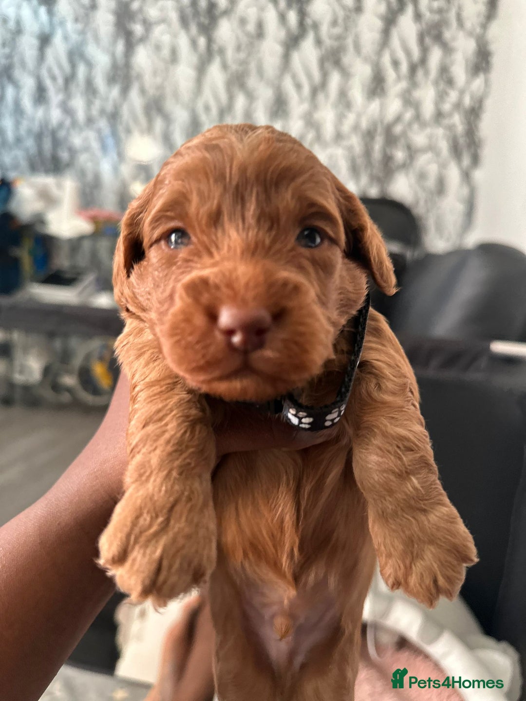 Doxiepoo dogs for sale: Stunning Doxiepoo Puppies for sale  - Advert 14