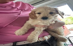 Labradoodle dogs for sale: Beautiful labradoodles for Sale  in Stoke-on-Trent - Image 25