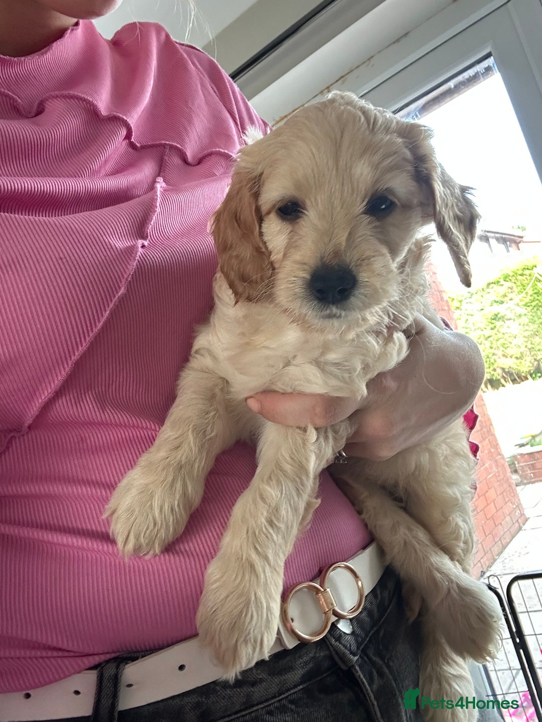 Labradoodle dogs for sale: Beautiful labradoodles for Sale  in Stoke-on-Trent - Image 25