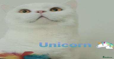 British Shorthair cats - Advert 10