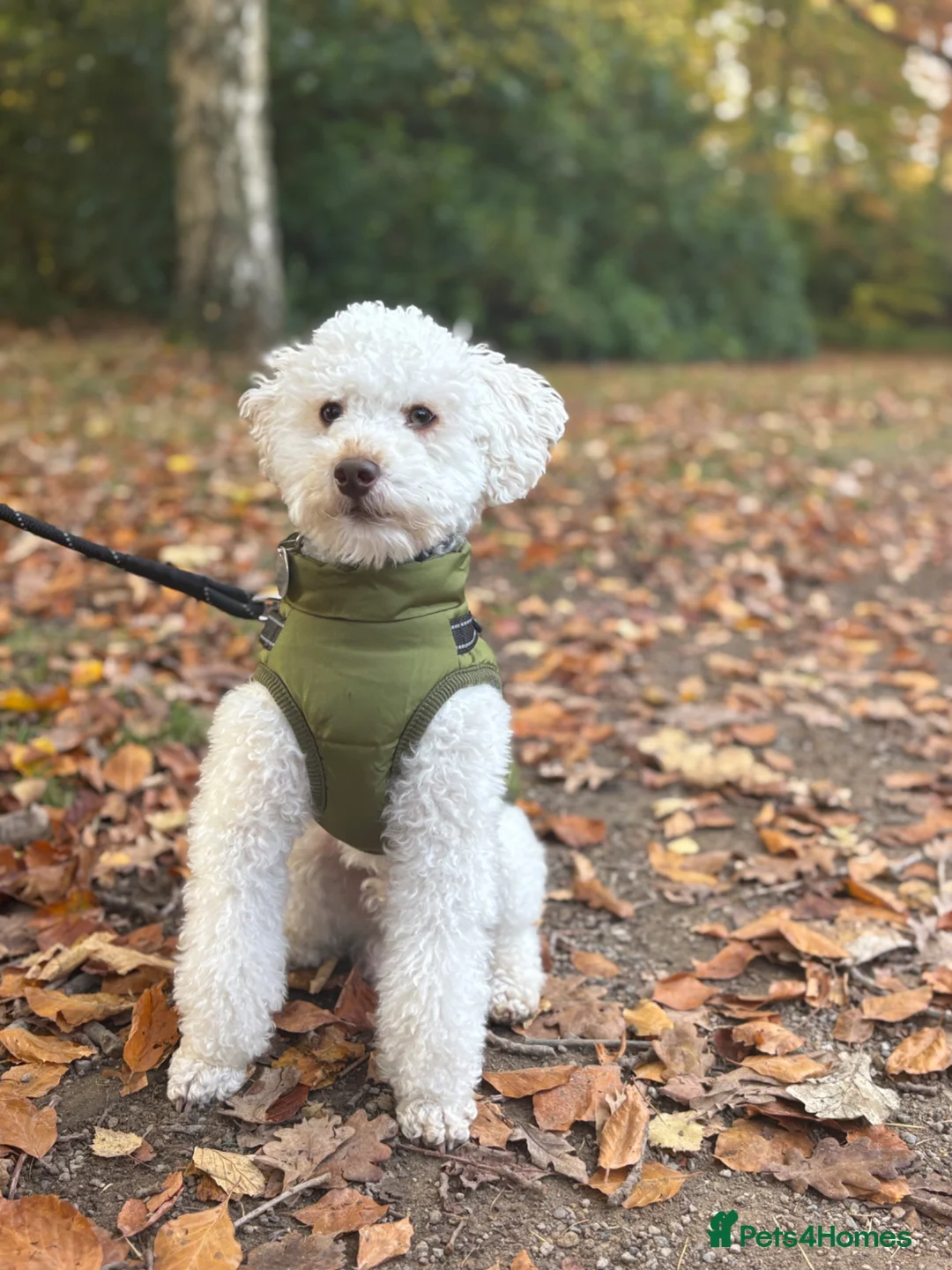 Miniature Poodle dogs for sale: 2.5 year old Boy Miniature Poodle in Cramlington - Advert 6