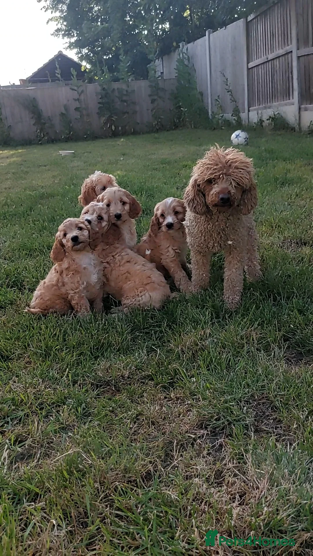 Cavapoo dogs for sale: Exceptional F1 Cavapoo Teddy Bears all males - Advert 2