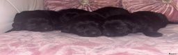Goldador dogs for sale: Gorgeous Black Goldador Pups - Advert 8