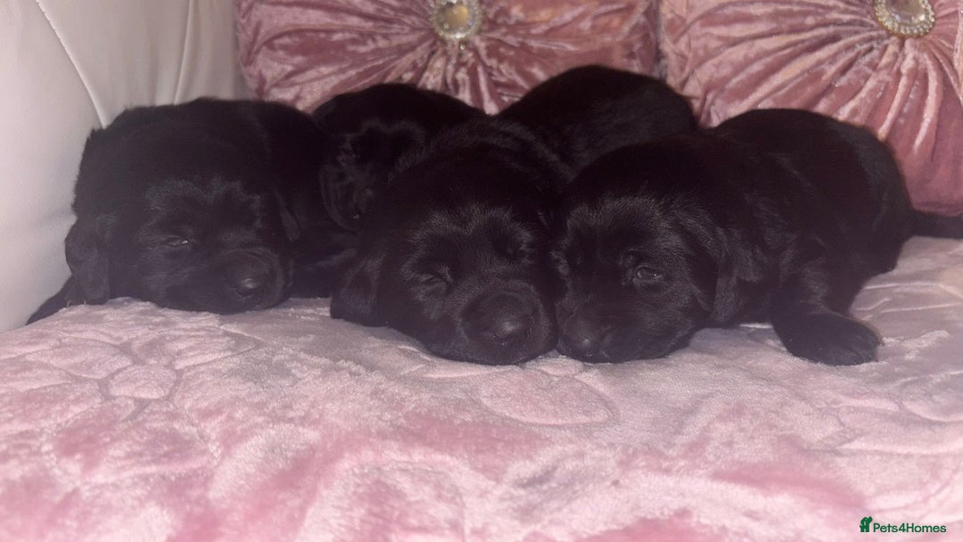 Goldador dogs for sale: Gorgeous Black Goldador Pups - Advert 8