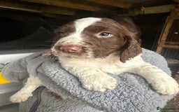 Sprocker dogs for sale: 4 beautiful sprocker pups  - Image 3