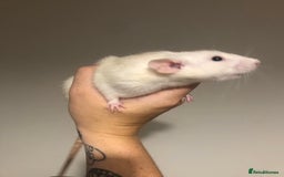 Rat rodents for sale: 3 Beautiful Friendly Female Rats  - Image 3