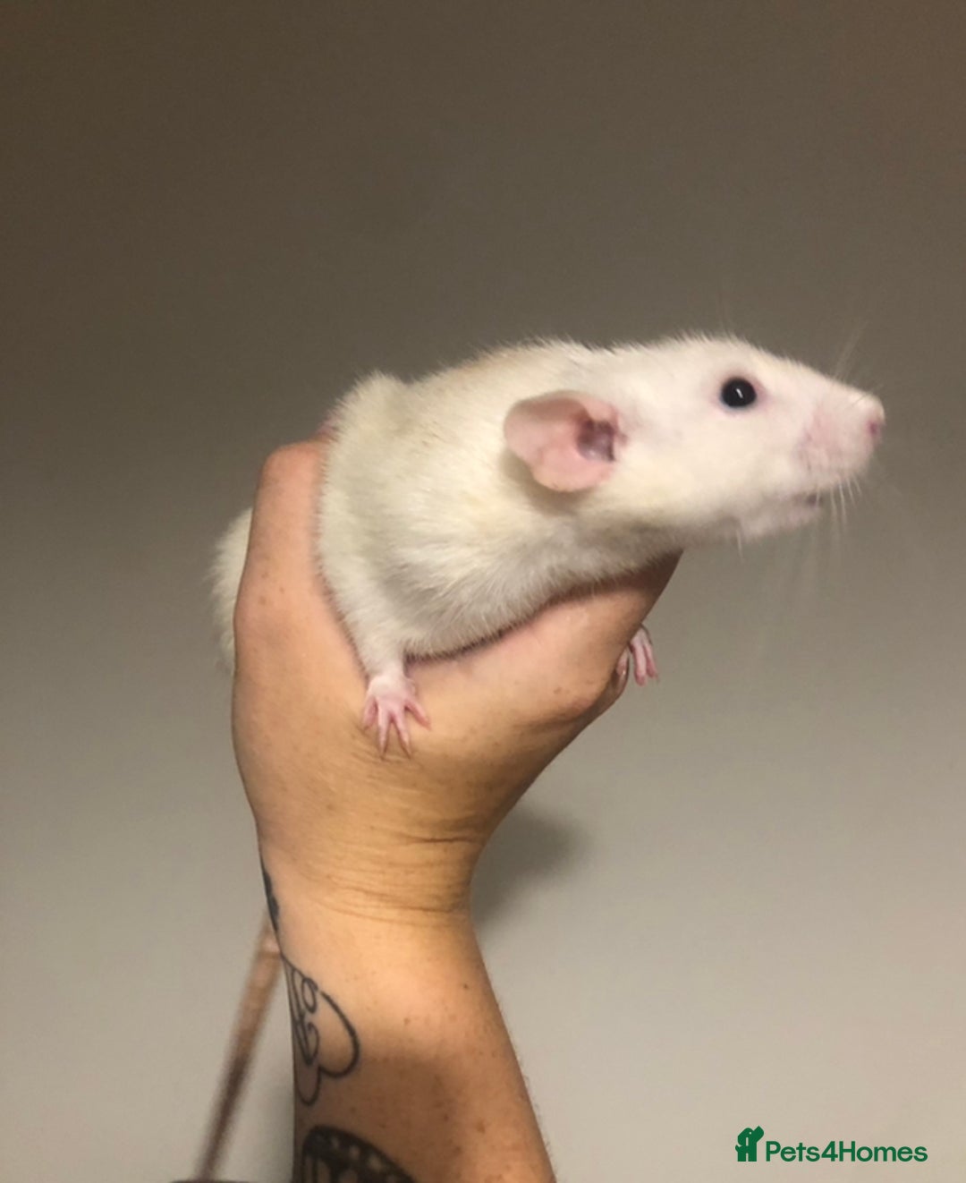 Rat rodents for sale: 3 Beautiful Friendly Female Rats  - Image 3