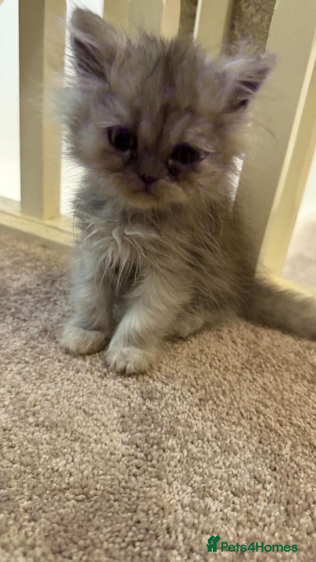 Persian cats 6 Persians ready now (west Midlands) - Advert 3