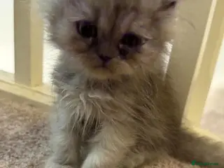 Persian cats 6 Persians ready now (west Midlands) - Advert 3