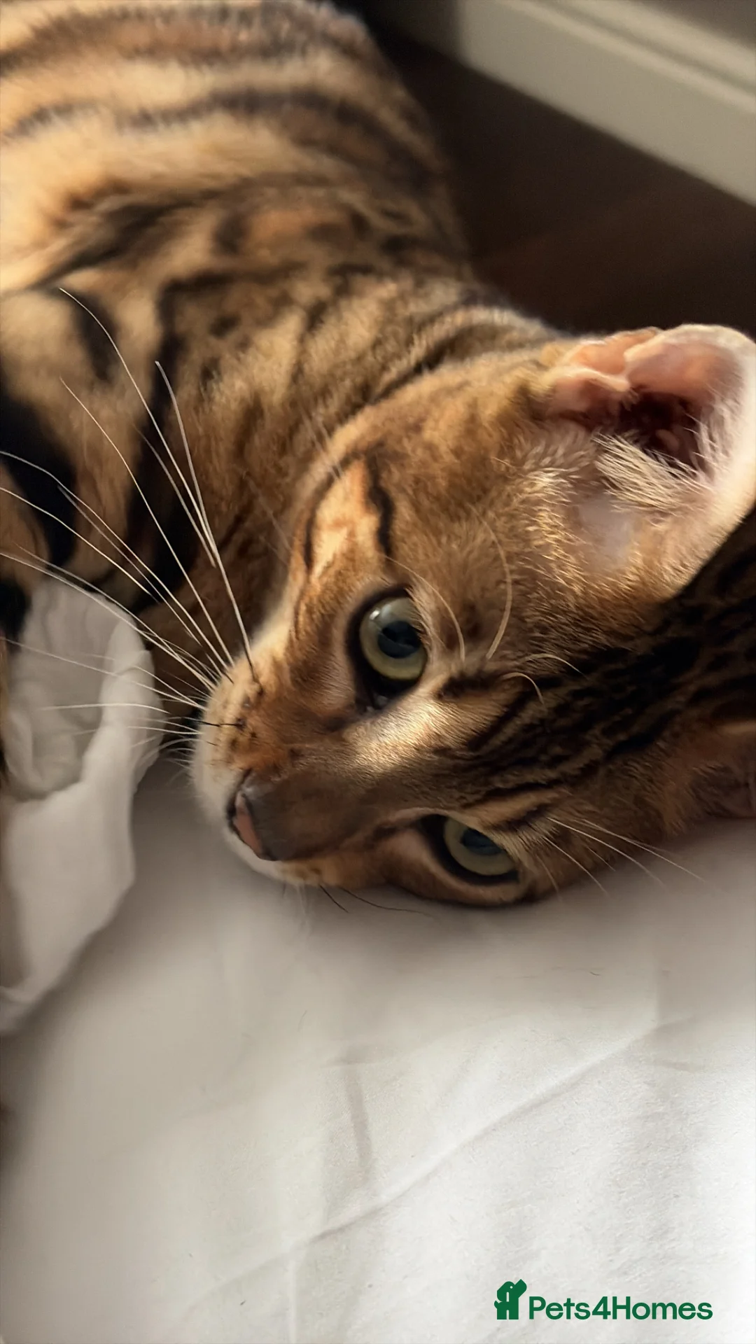 Bengal cats for sale: Bengal Kitten 6m old TIKA registered  in St. Ives - Advert 1