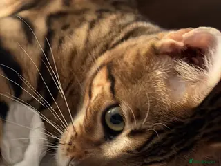 Bengal cats Bengal Kitten 6m old TIKA registered - Advert 1