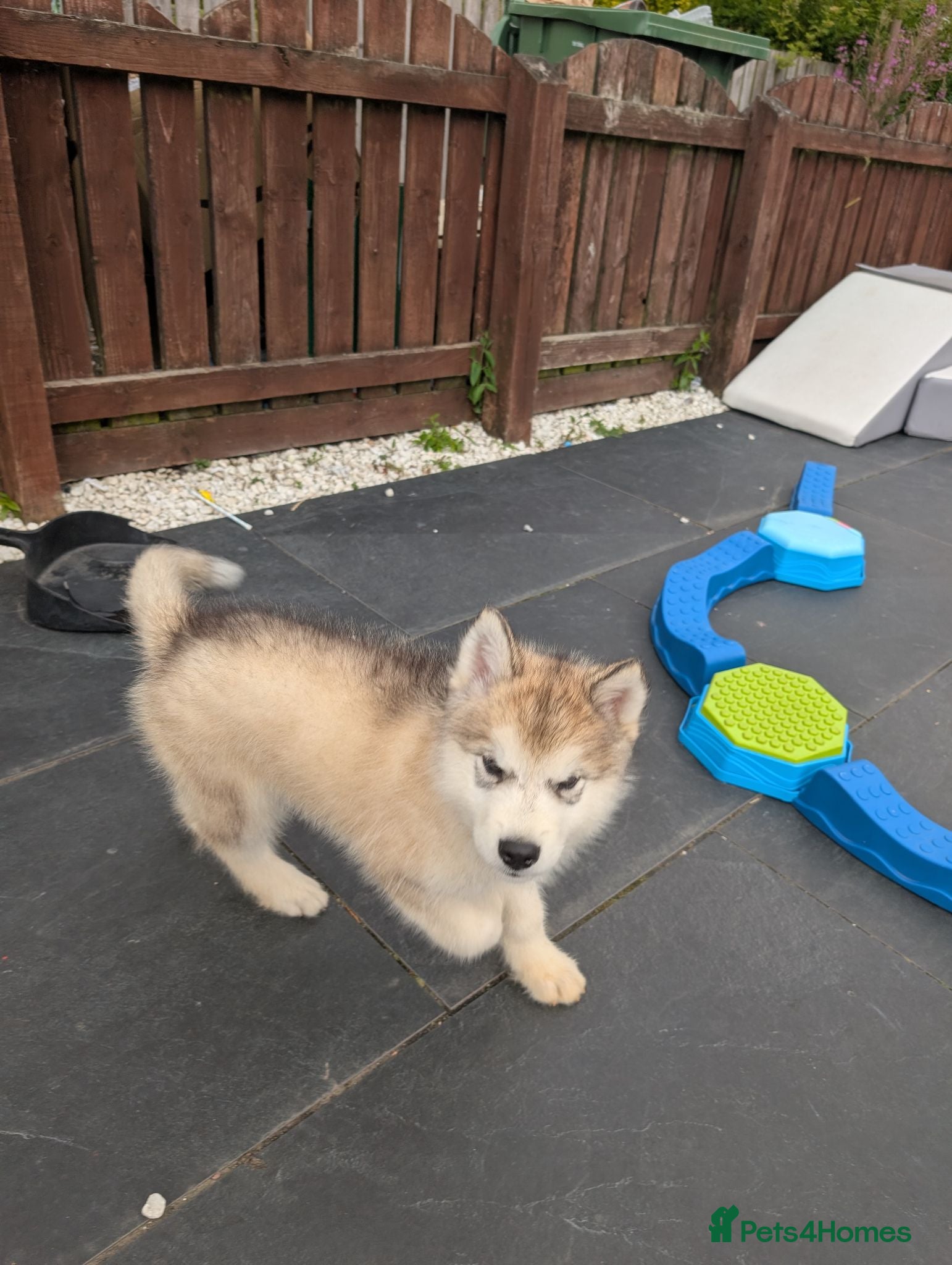 Alaskan Malamute dogs 2 Male Champ KC Reg Alaskan Malamute Puppies - Advert 1