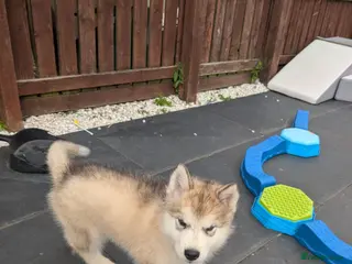 Alaskan Malamute dogs 2 Male Champ KC Reg Alaskan Malamute Puppies - Advert 1