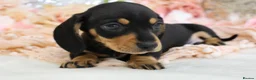 Miniature Dachshund dogs for sale: KC Miniature Dachshund Puppies - Advert 16