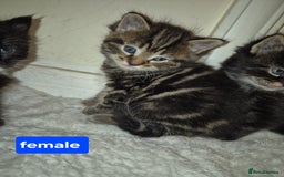 British Shorthair cats for sale: 4 beautiful kitten  - Image 4