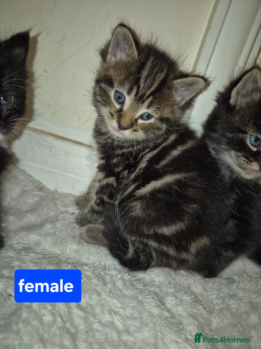 British Shorthair cats for sale: 4 beautiful kitten  - Image 4