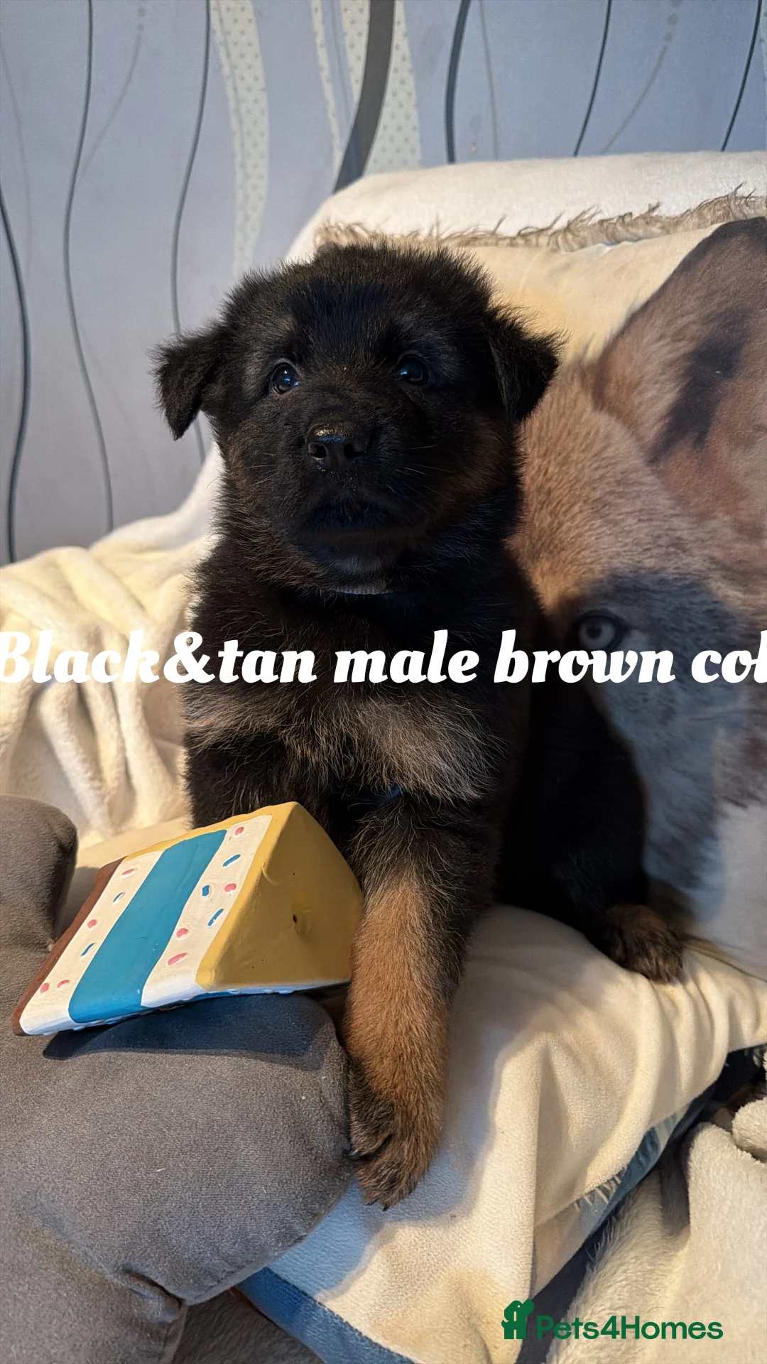 German Shepherd dogs for sale: GLENCONNER GERMAN SHEPHERDS  - Advert 7