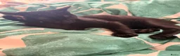 American Shorthair cats for sale:    Elegant Black Kitten with Big Beautiful Eyes  - Advert 2