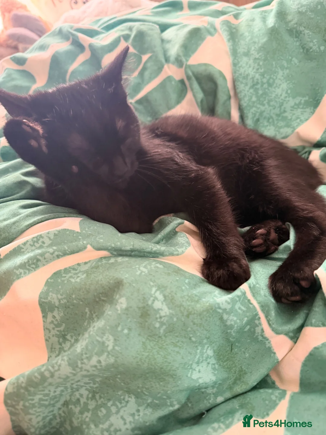 American Shorthair cats for sale:    Elegant Black Kitten with Big Beautiful Eyes  - Advert 2
