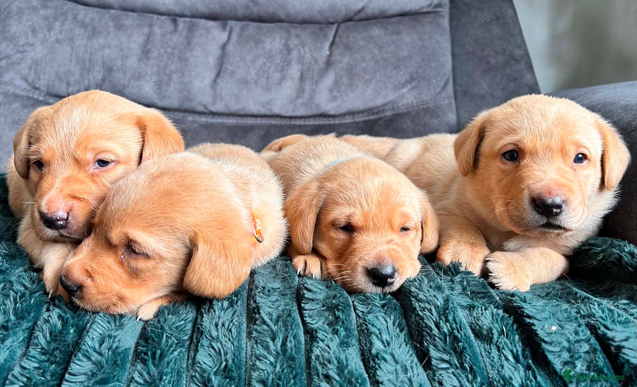 Labrador Retriever dogs KC Registered Red Fox Labrador Puppies - Advert 1