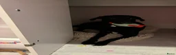 Goldador dogs for sale: Goldador with a dash of dalmation  - Advert 1