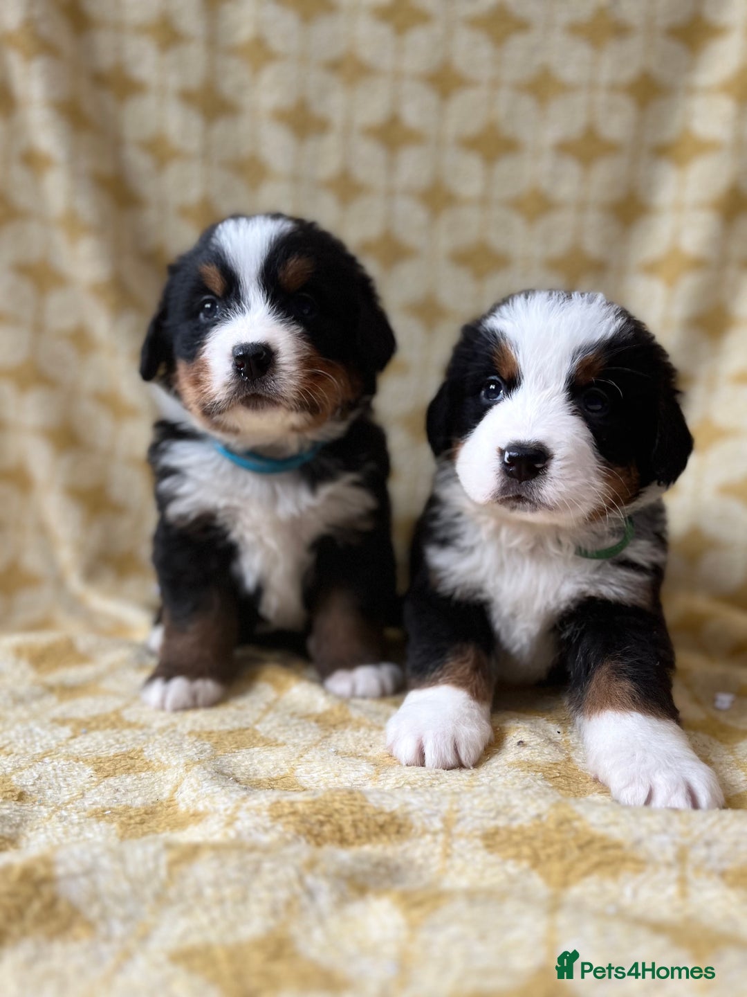 Bernese Mountain Dog dogs for sale: Kc Reg Bernese mountain dogs  - Image 4