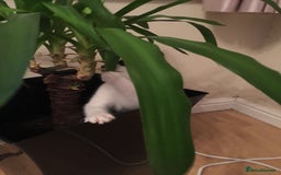 British Shorthair cats for sale: Roxxy - with a double X  - Image 19