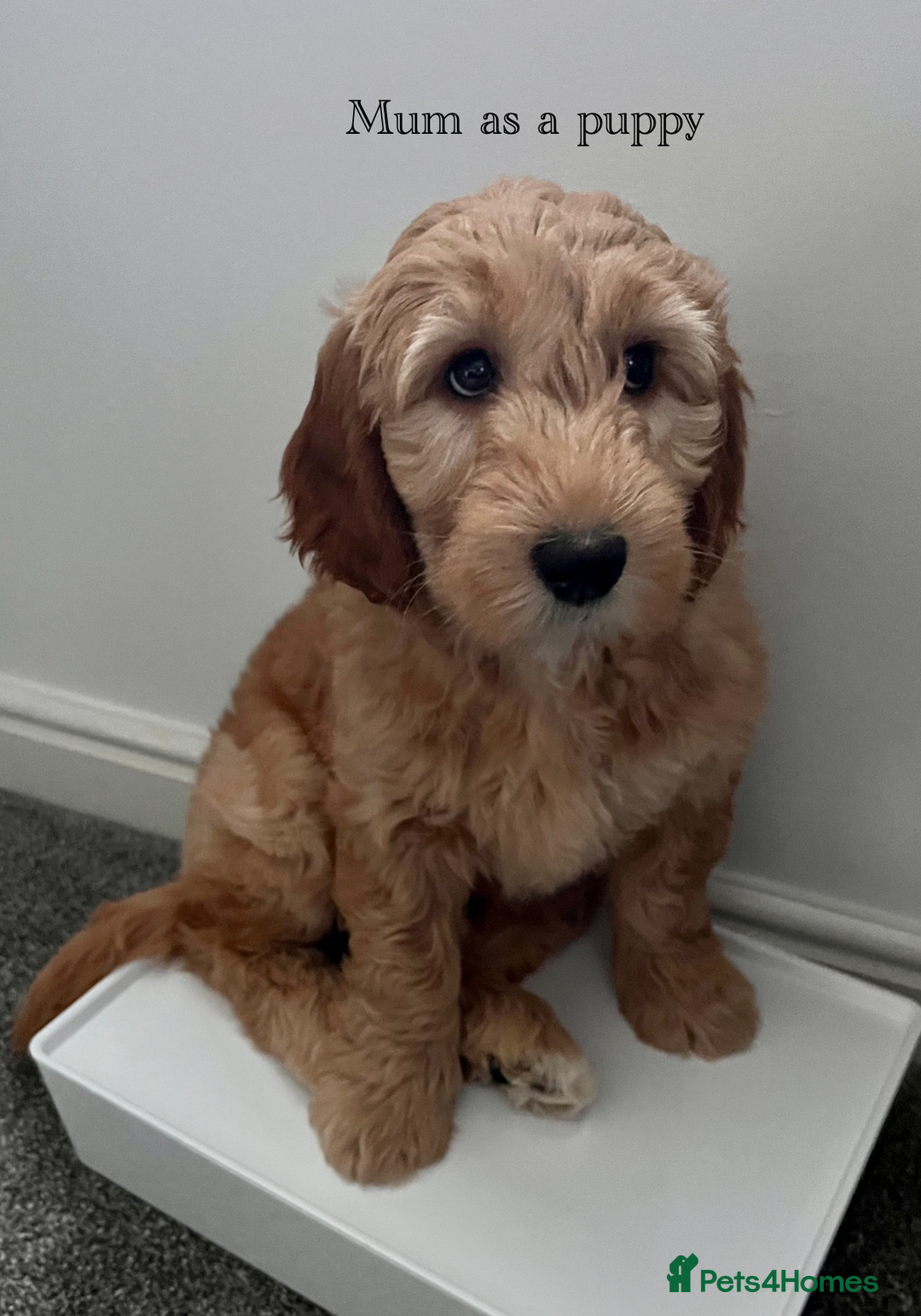 Australian Labradoodle dogs for sale: 5 Australian Labradoodle girls - Advert 19