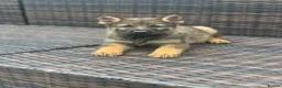 German Shepherd dogs for sale: German Shepherd Puppies in London - Advert 3