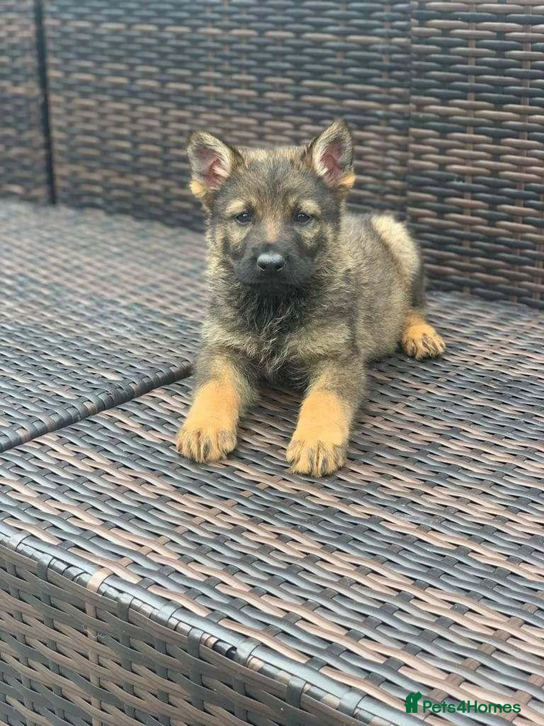 German Shepherd dogs for sale: German Shepherd Puppies in London - Advert 3