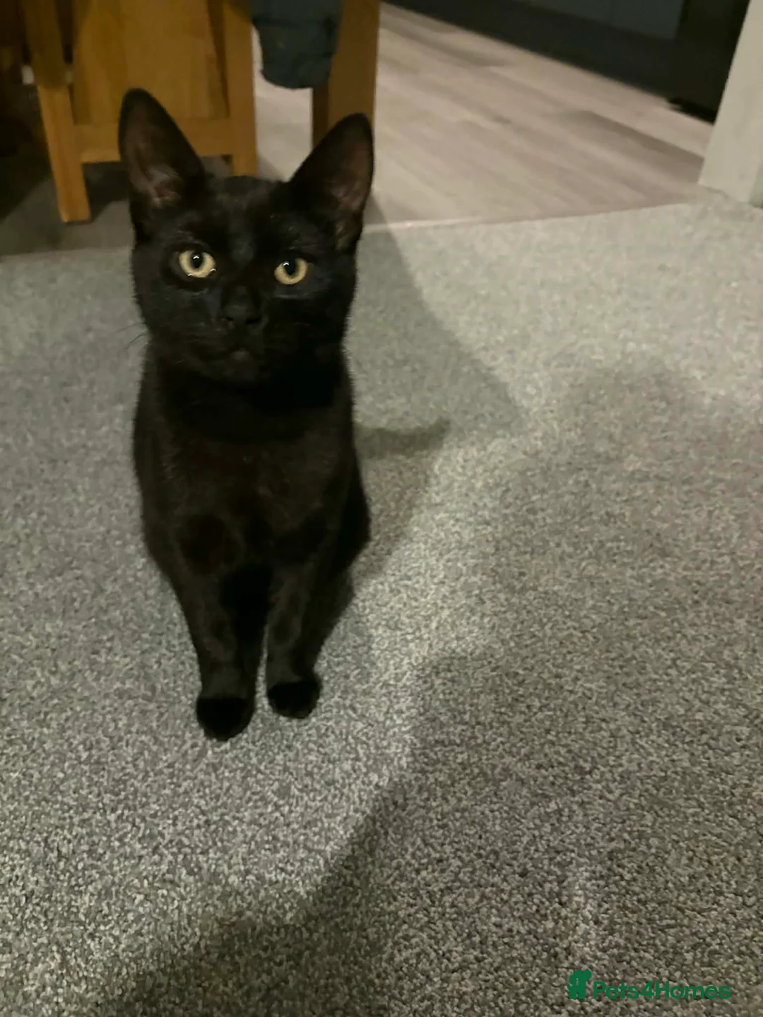 Bombay cats for sale: Black Female kitten  in Newton Abbot - Advert 1