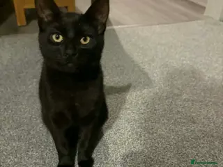 Bombay cats Black Female kitten - Advert 5