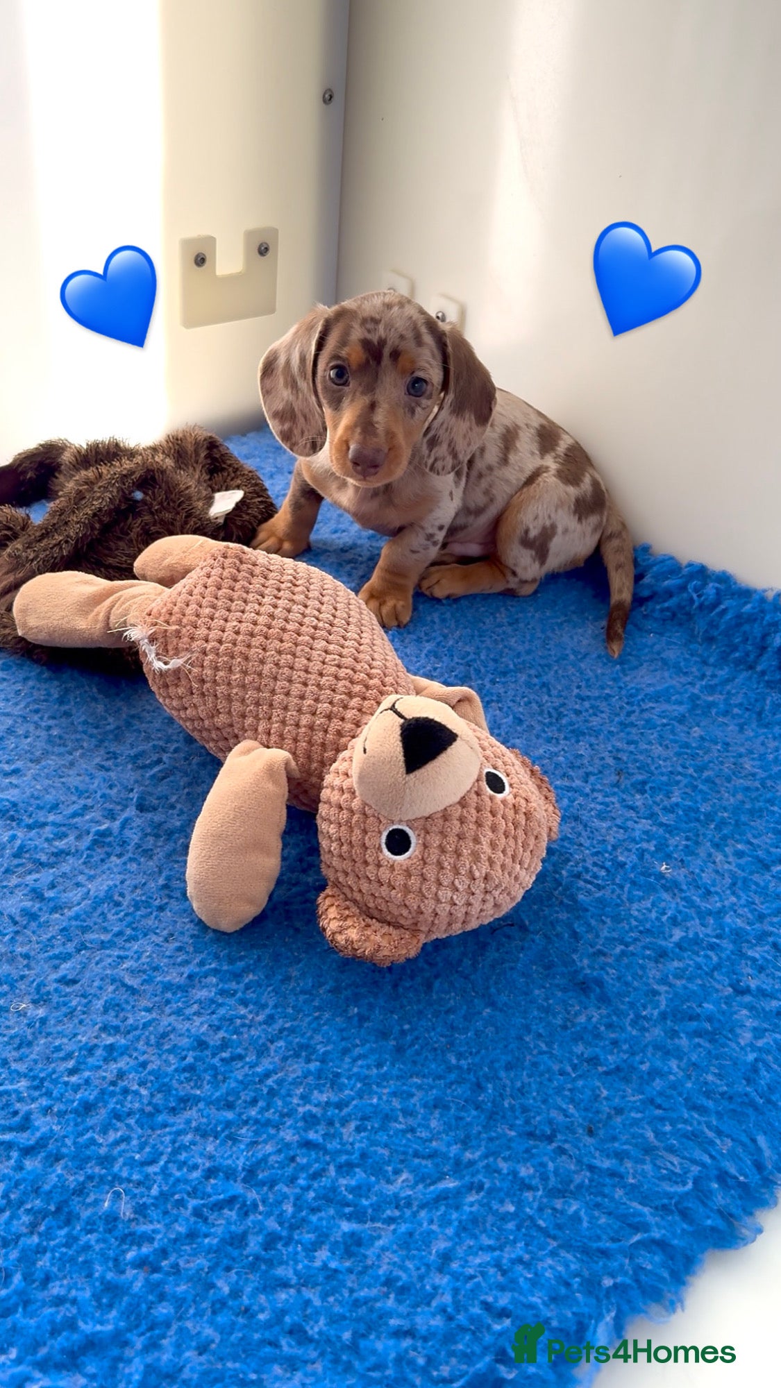 Miniature Dachshund dogs Quality miniature long hair & smooth hair puppy's - Advert 2